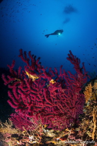 Paramuricea clavata by Marco Gargiulo 